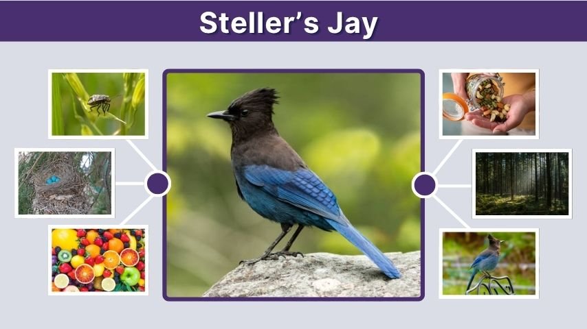 Steller’s Jay: Identification, Call, Diet, Habitat, and Facts