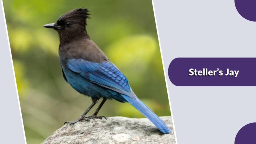 Steller’s Jay