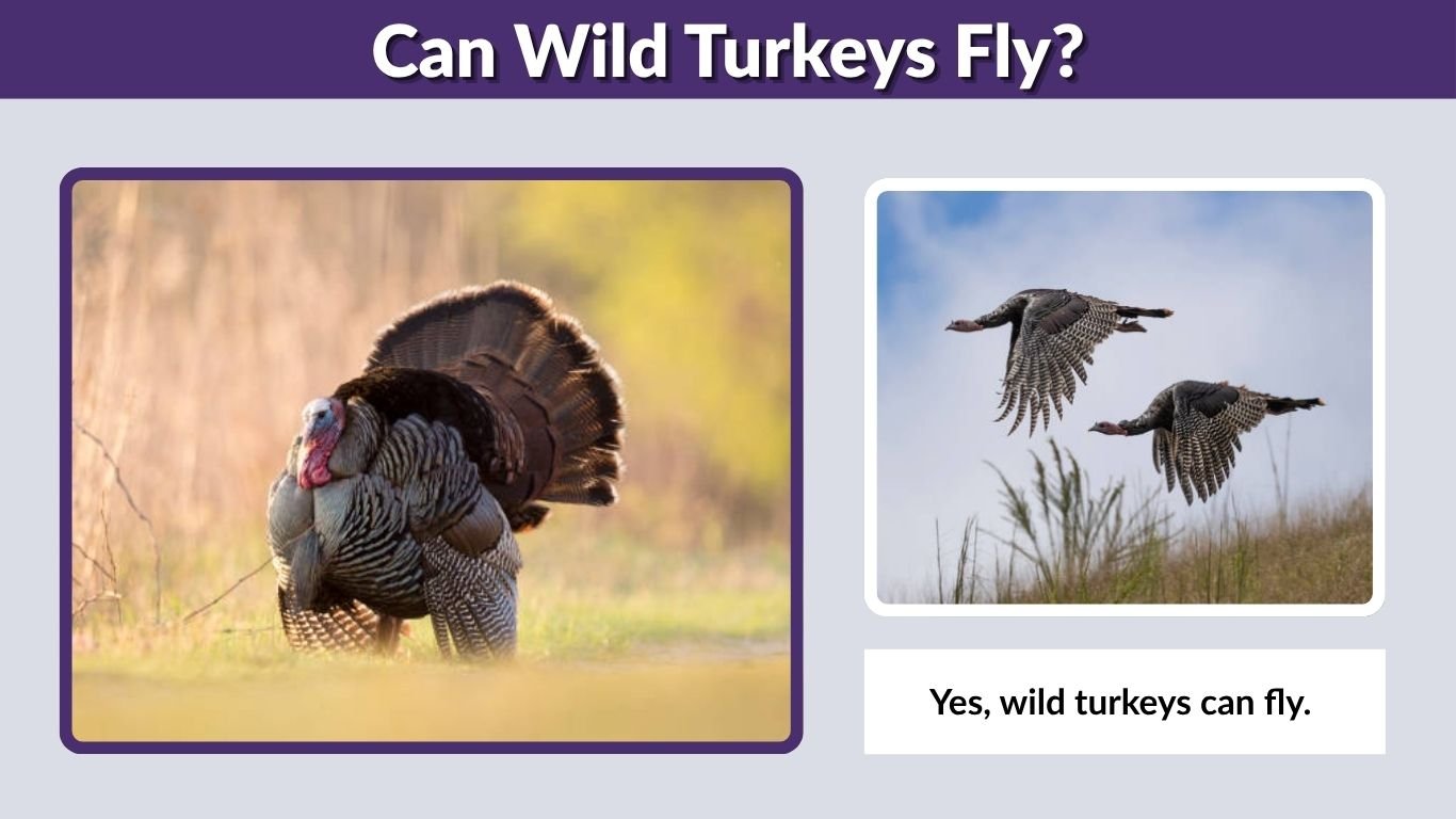 Can Wild Turkeys Fly? Speed, Height, and Distance