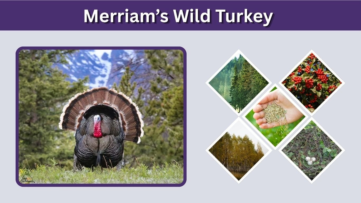 Merriam’s Wild Turkey: Habitat, Size, Diet, and Facts