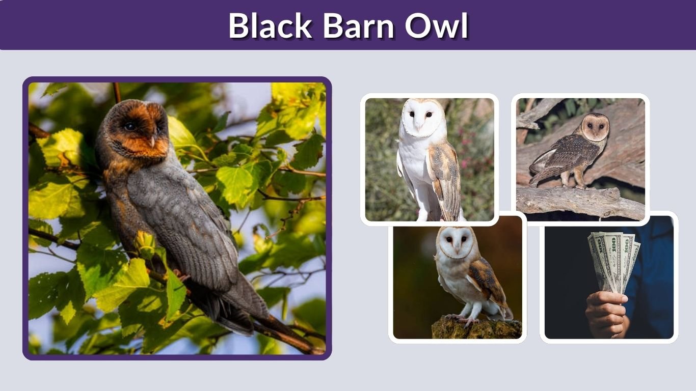 Black Barn Owl: Rare Melanistic Barn Owl Facts