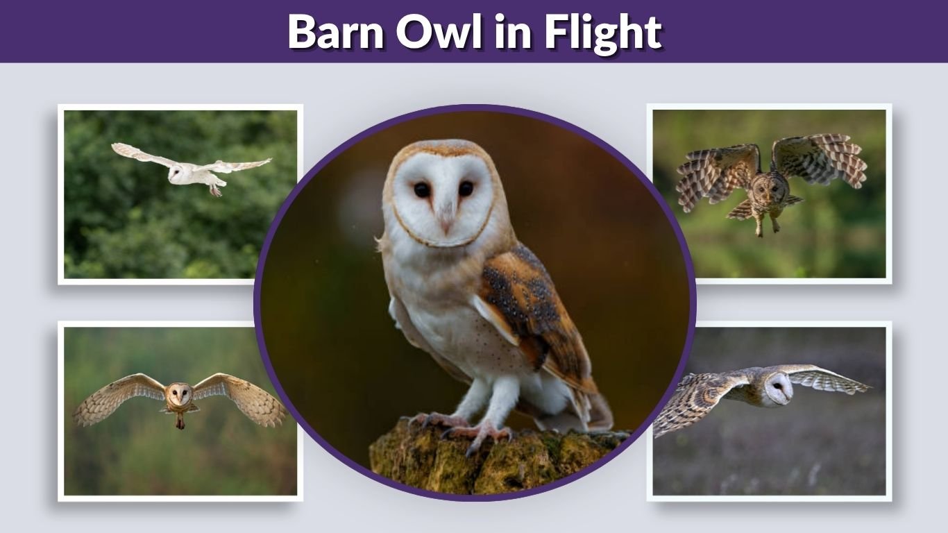 Barn Owl in Flight: Night Hunting and Silent Wings