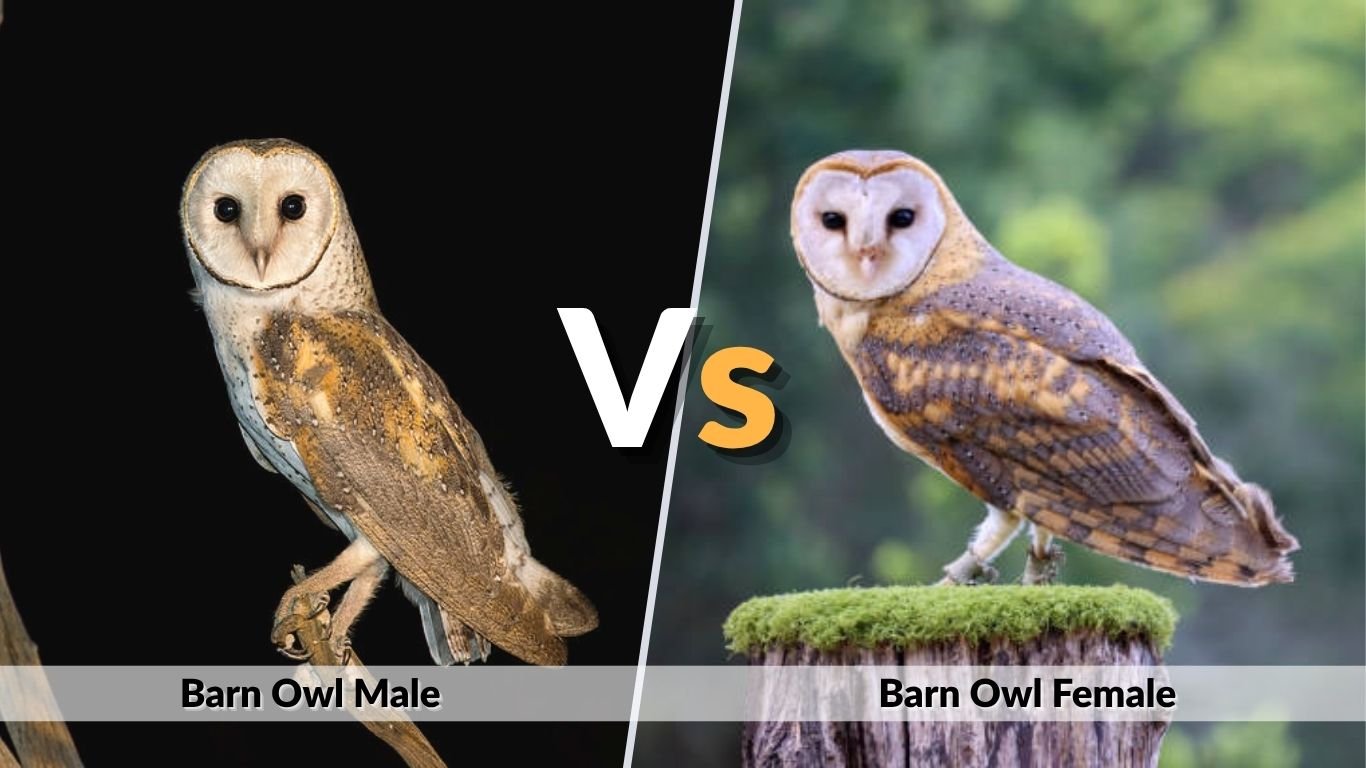 Barn Owl Male vs Female: Size, Color, and ID Guide