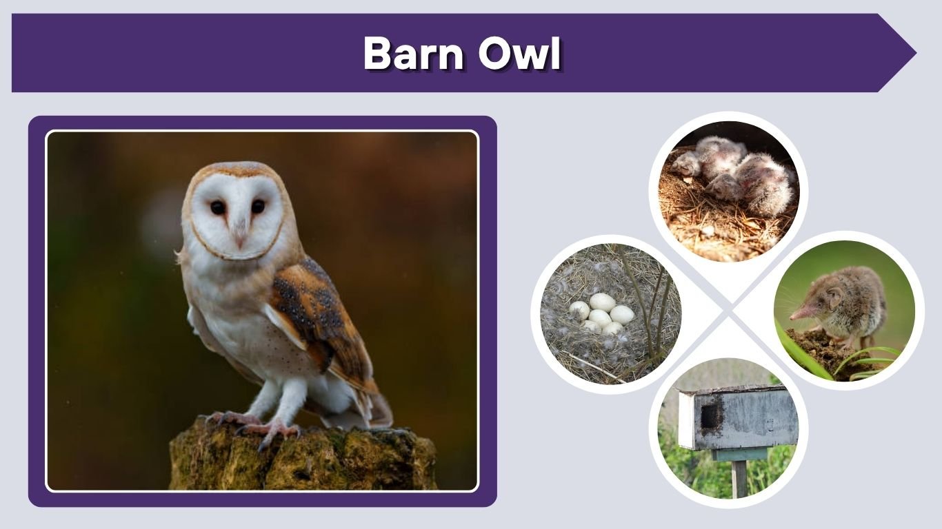Barn Owl Nest, Eggs, Baby Owls, and Breeding Facts