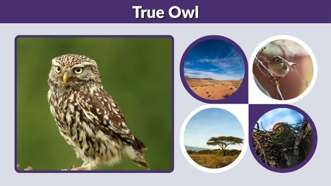 True Owl: Facts, Species, Diet, Habitat & Barn Owl Differences