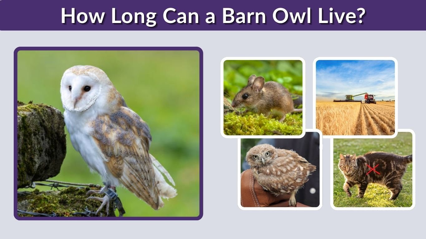 How Long Can a Barn Owl Live? Size, Pets & Facts