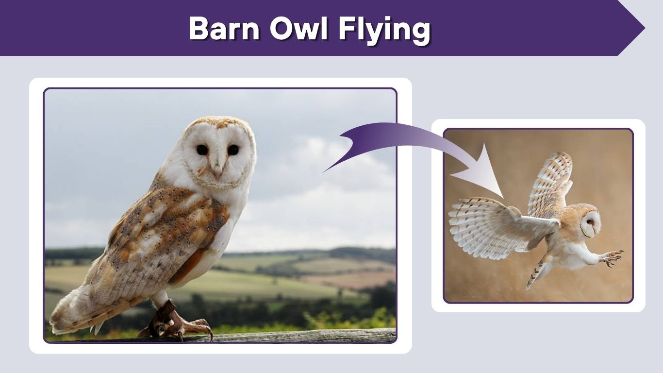 Barn Owl Flying: Silent Wings and Night Flight Facts
