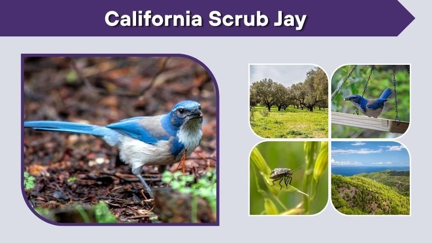 California Scrub Jay: Call, Diet, Habitat, and Facts