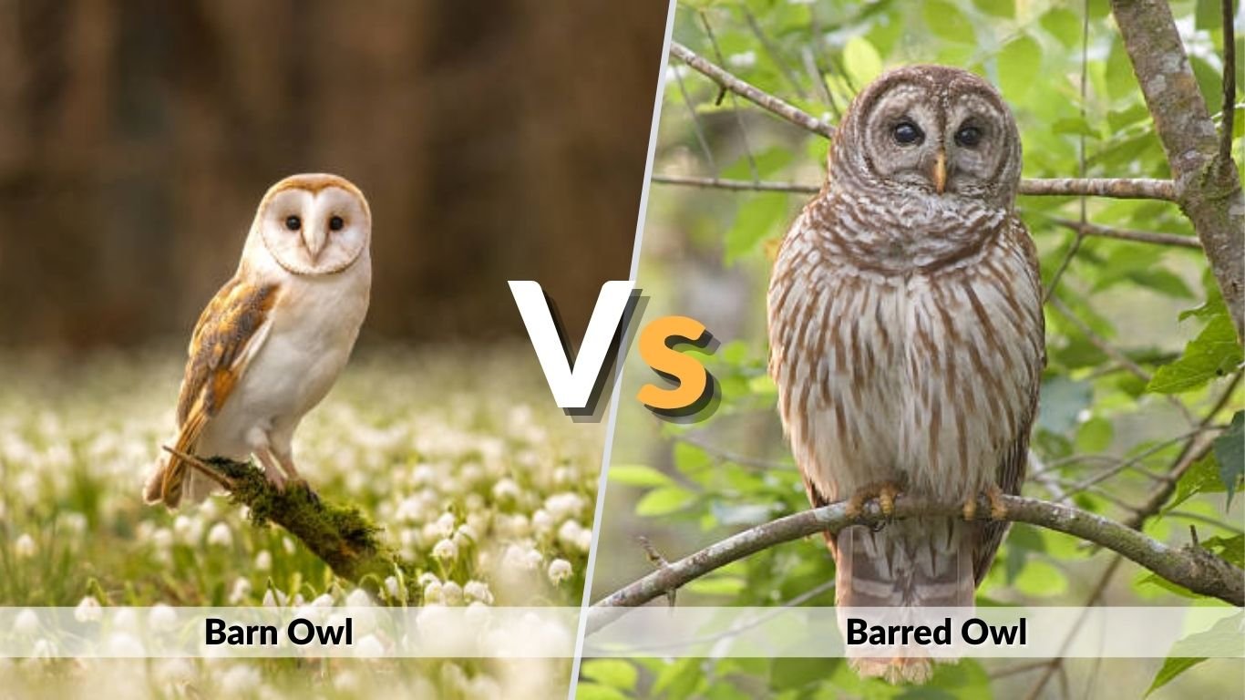 Barn Owl vs Barred Owl: How to Tell Them Apart