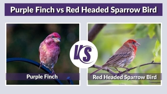 Purple Finch vs Red Headed Sparrow Bird: Key Differences
