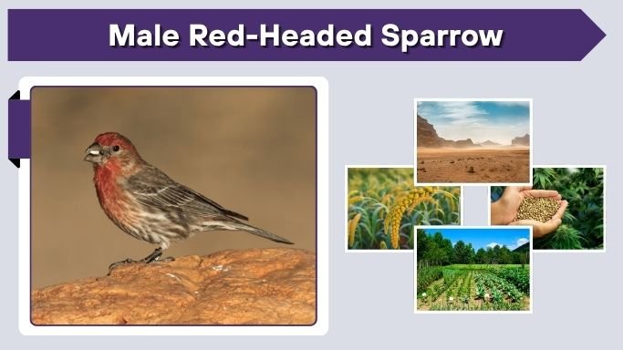 Male Red-Headed Sparrow: Size, Color, Habitat, Diet & Activity