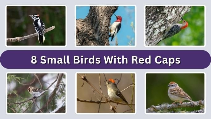 8 Small Birds With Red Caps on Their Heads (ID with Pictures)