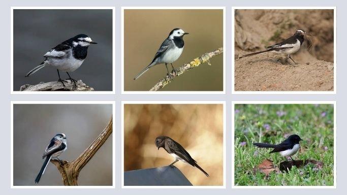 8 Small Black and White Birds With Long Tails