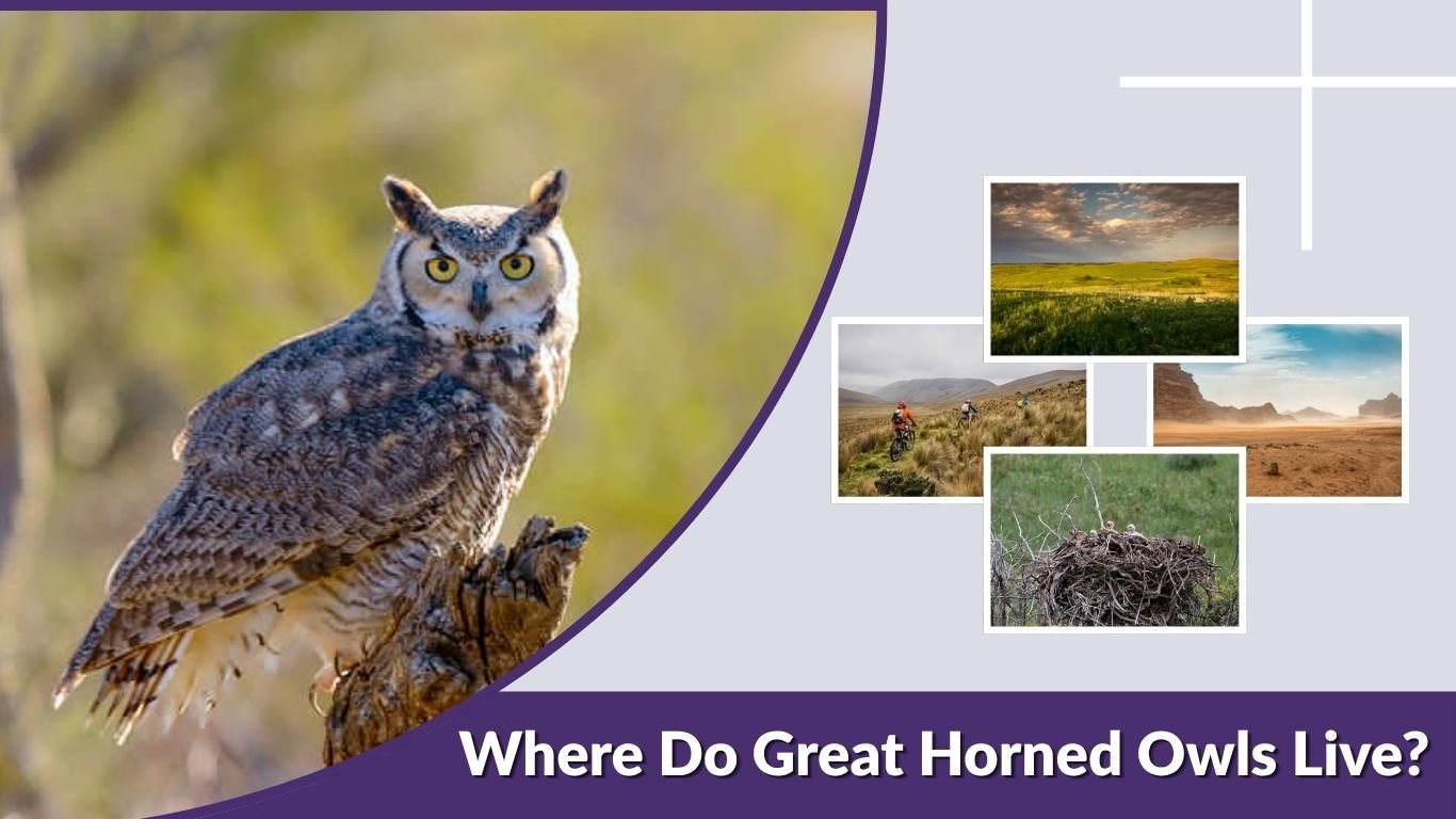 Where Do Great Horned Owls Live? Habitat, Range, and Lifespan