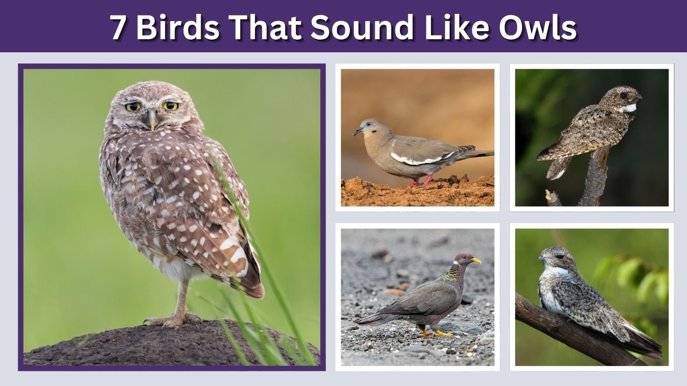 7 Birds That Sound Like Owls: Calls, Coos, and Night Sounds