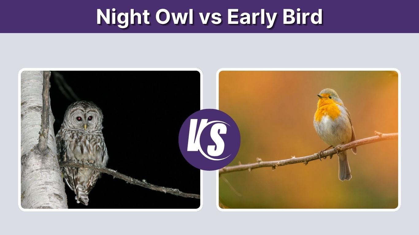 Night Owl vs Early Bird: Personality, Health & Productivity