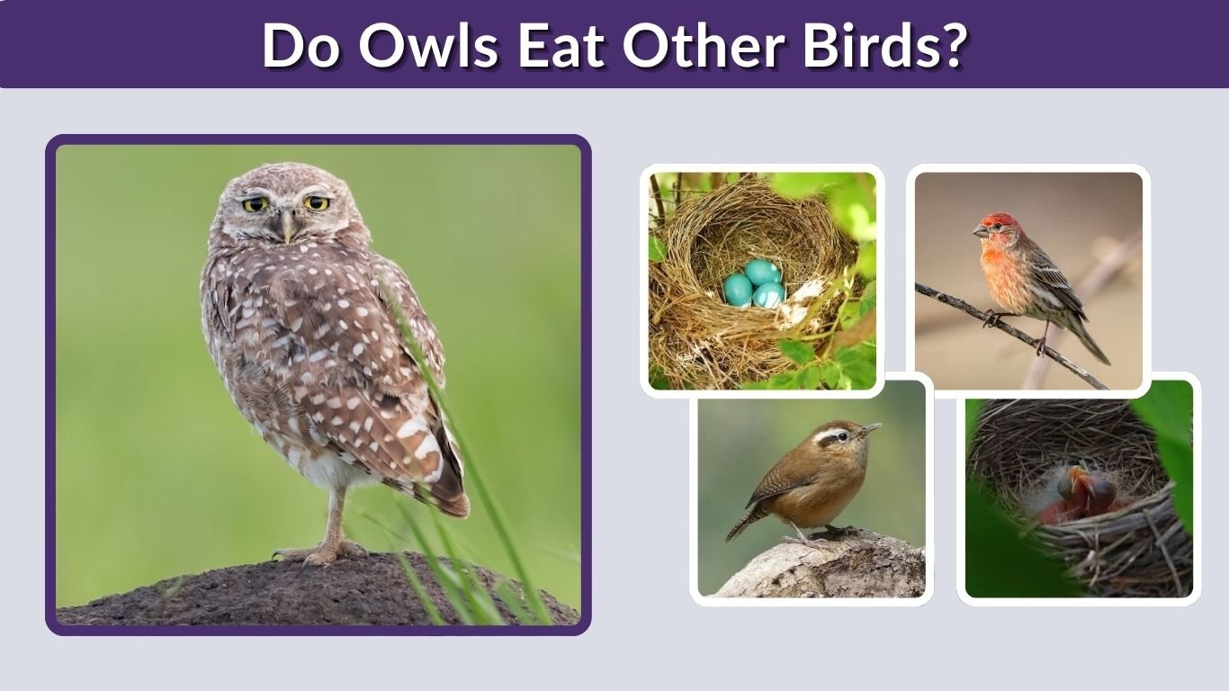 Do Owls Eat Other Birds? Facts About Owl Diet and Hunting