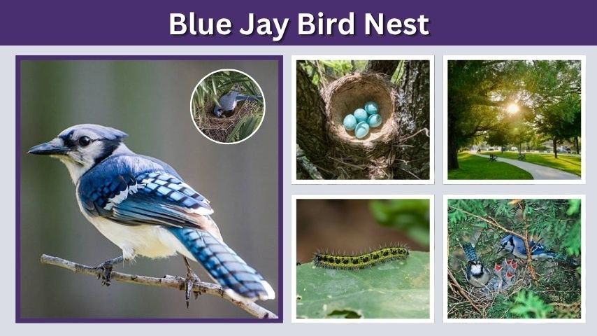 Blue Jay Bird Nest: Eggs, Babies, and Nesting Facts