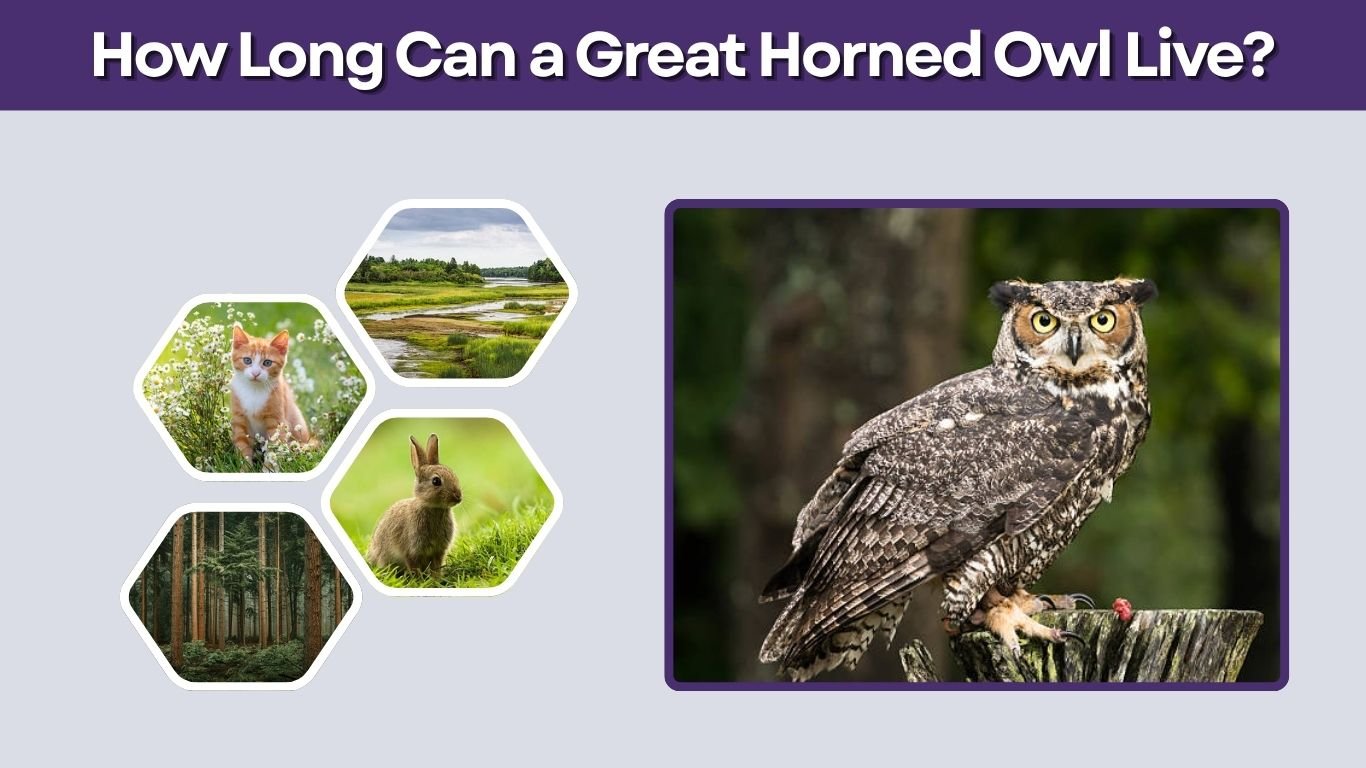 How Long Can a Great Horned Owl Live? Size, Strength & Facts