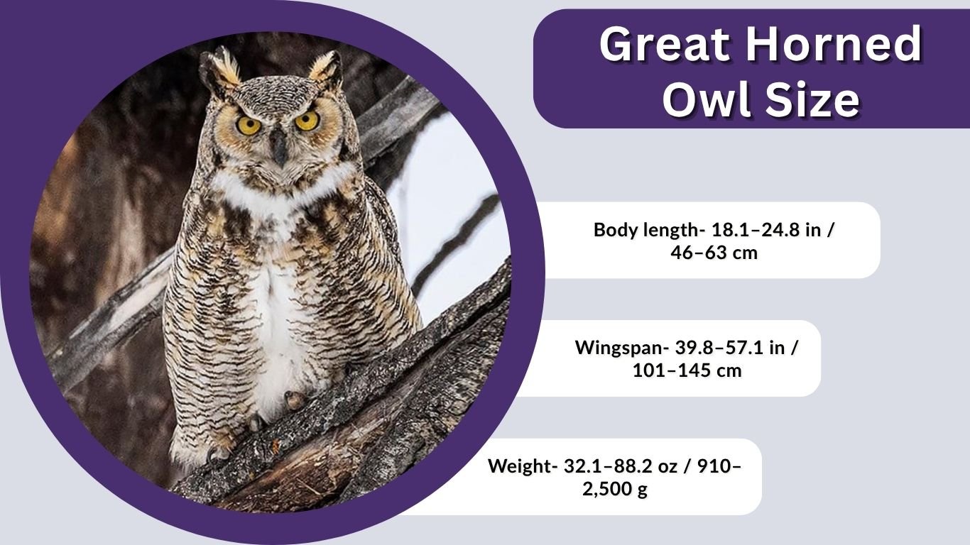 Great Horned Owl Size: Wingspan, Weight & Comparison