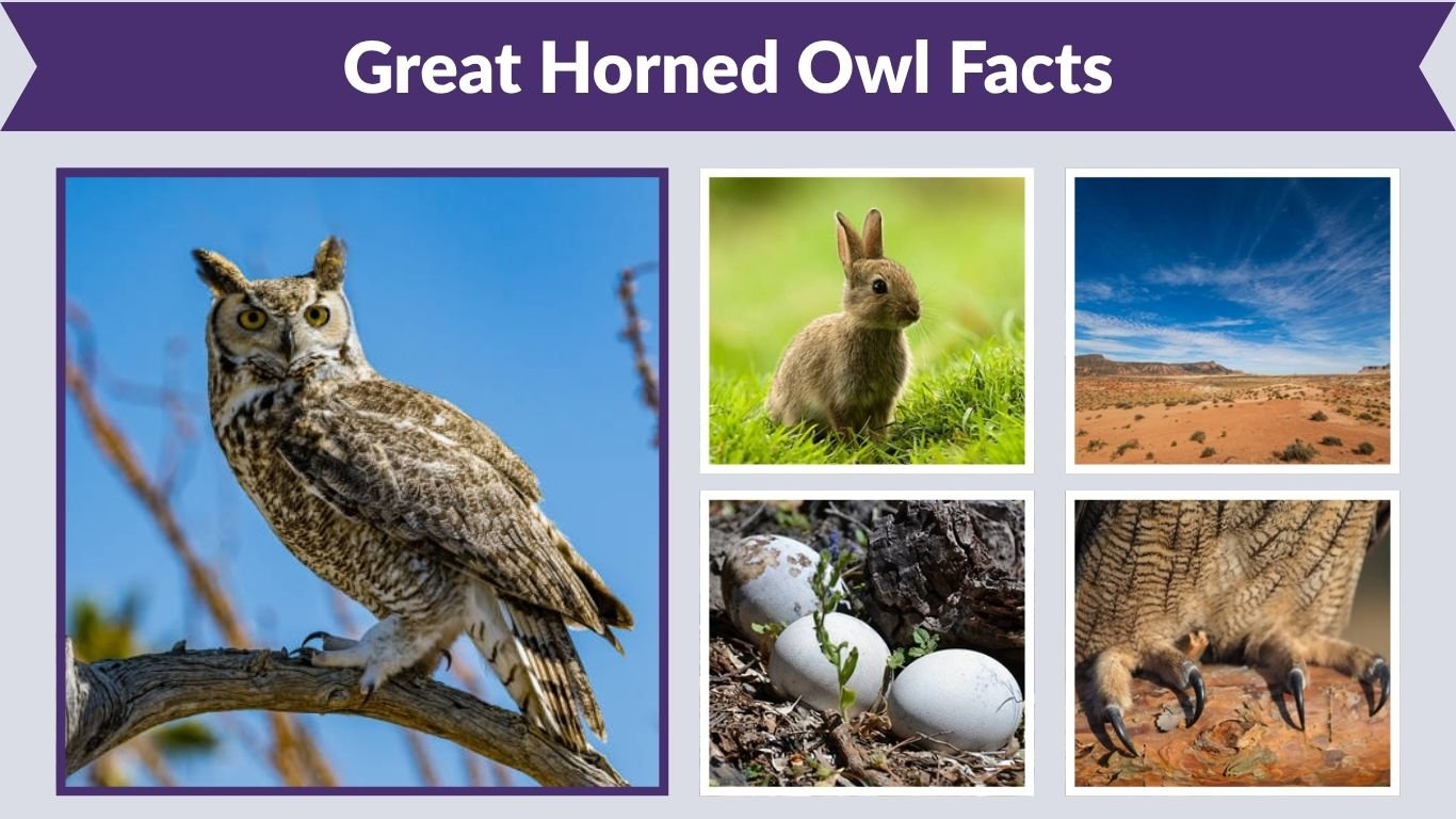 Great Horned Owl Facts: 12 Amazing Things to Know