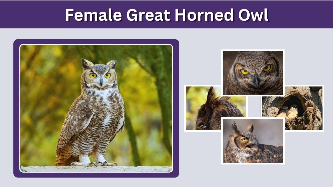 Female Great Horned Owl: Size, Call & Male Comparison