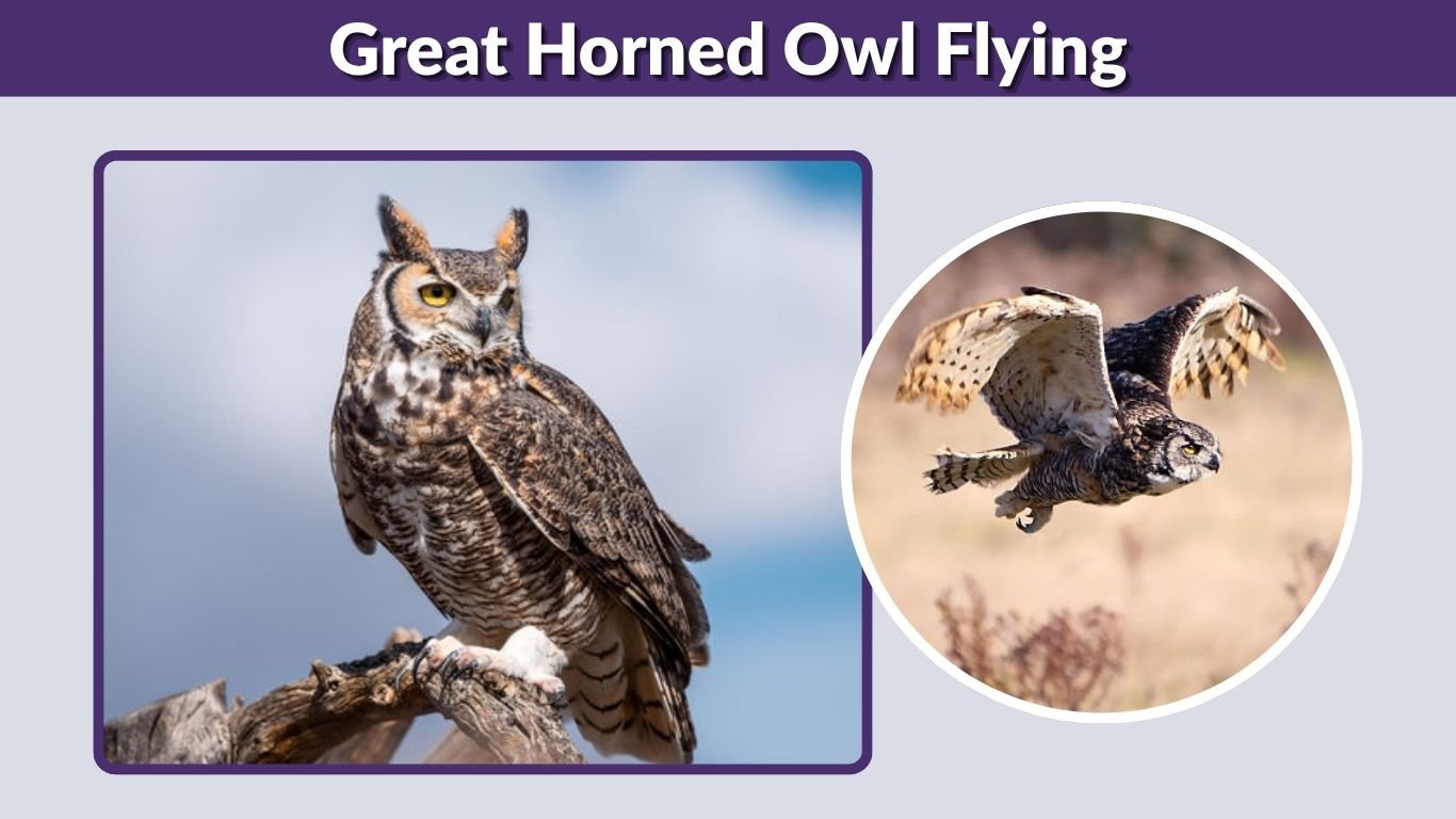 Great Horned Owl Flying: Speed, Silent Flight & Night Hunting