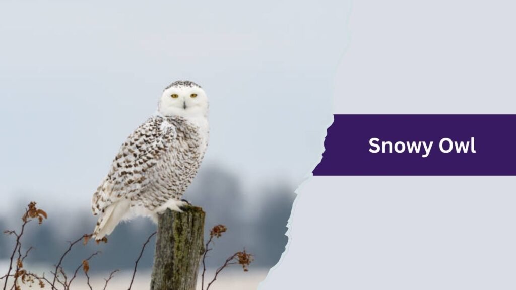  Snowy Owl