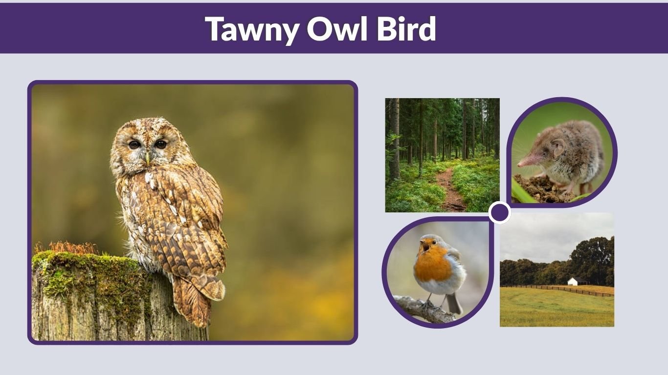 Tawny Owl Bird: Identification, Sound, Habitat, and Facts