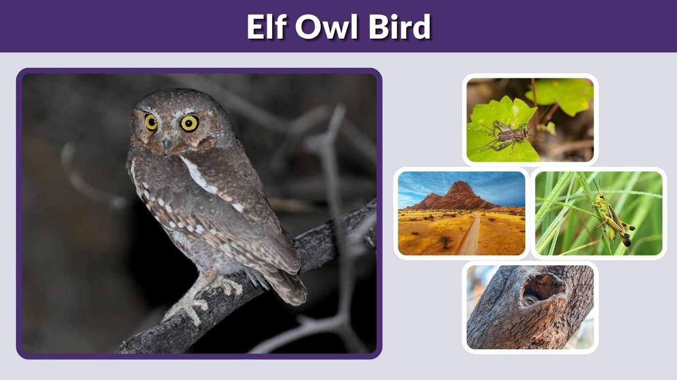 Elf Owl Bird: Size, Habitat, Diet, and Interesting Facts