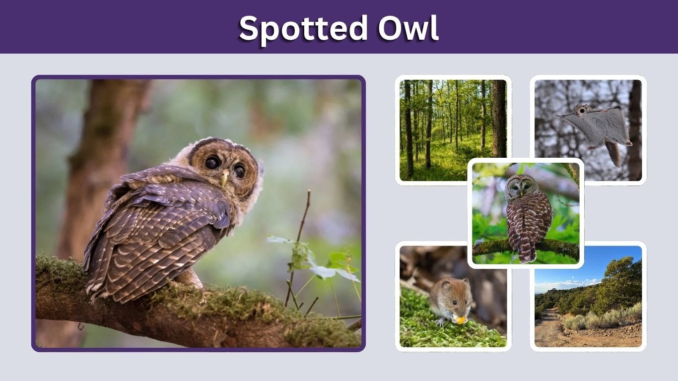 Spotted Owl: Habitat, Diet, Size, and Endangered Status