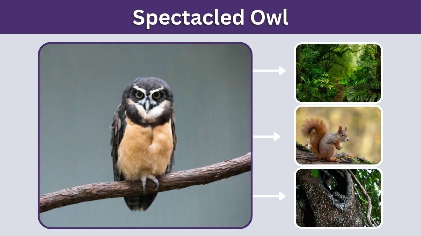 Spectacled Owl: Size, Habitat, Diet, and Interesting Facts