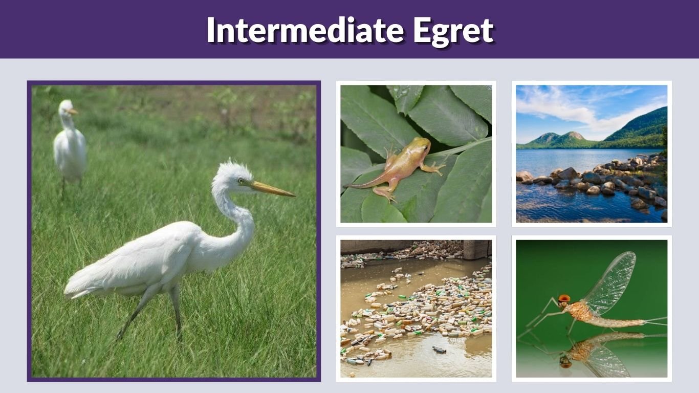 Intermediate Egret: Size, Habitat, Diet, Nesting, ID With Pictures