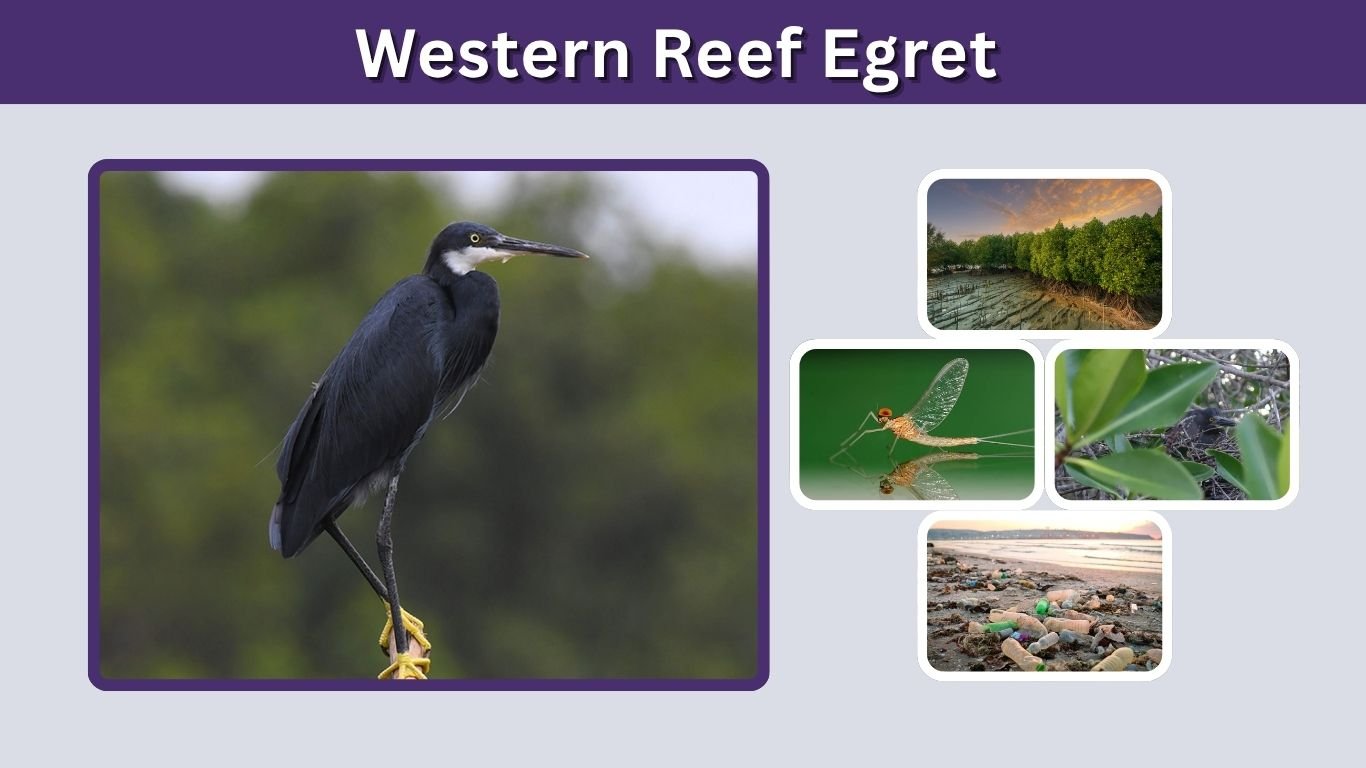 Western Reef Egret: Size, Habitat, Diet, Nesting, ID With Pictures