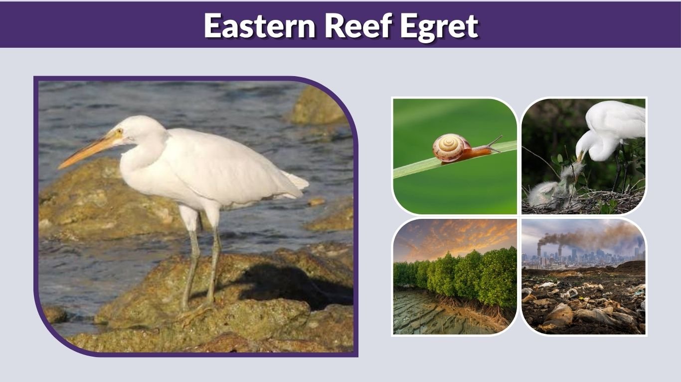 Eastern Reef Egret: Size, Habitat, Diet, and Identification