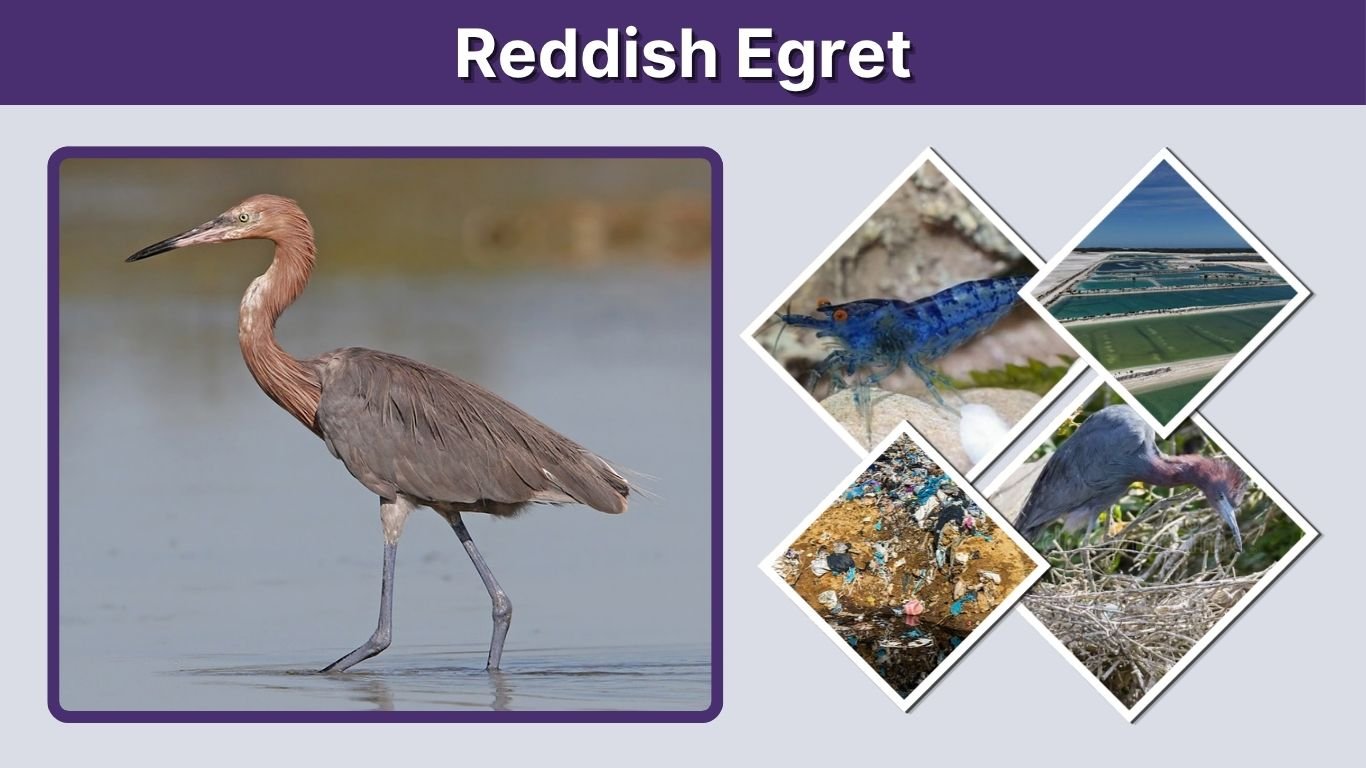 Reddish Egret: Size, Color, Habitat, Diet, and Facts