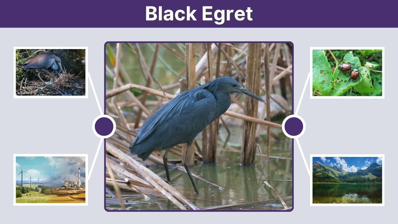 Black Egret: Size, Habitat, Diet, and Umbrella Feeding