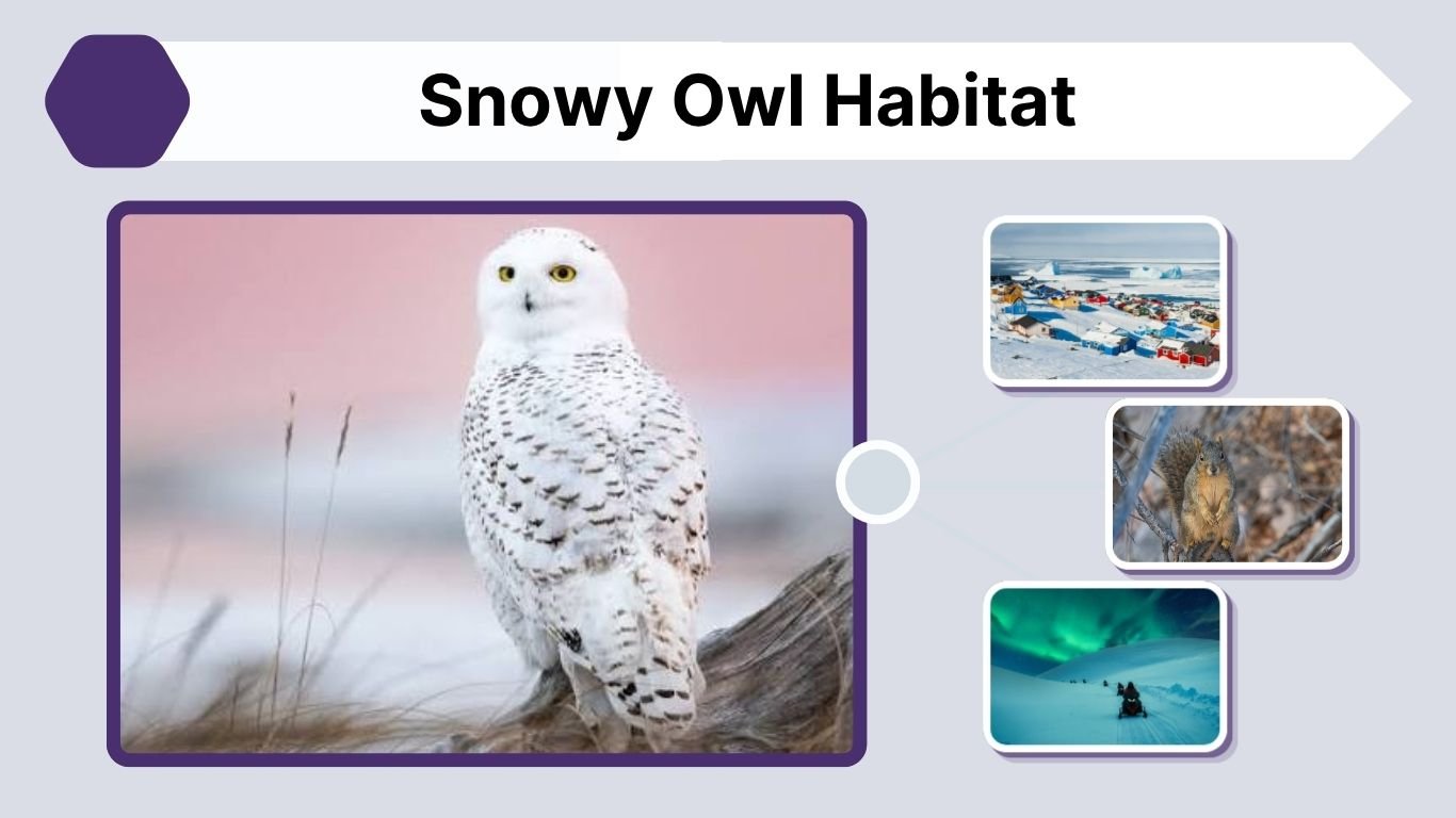 Snowy Owl Habitat: Climate, Range, Food and Adaptations