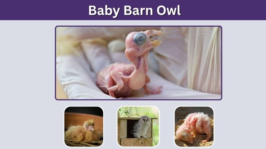 Baby Barn Owl: Habitat, Diet, Sounds, and Baby Bird Facts