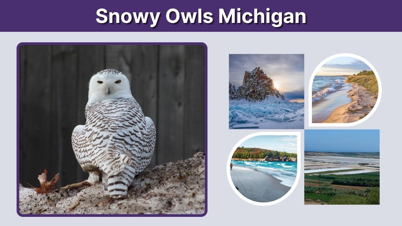 Snowy Owls Michigan: Sightings, Locations and Facts