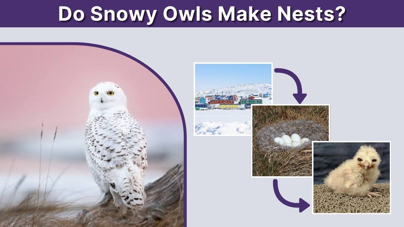 Do Snowy Owls Make Nests? Nesting Habits and Facts
