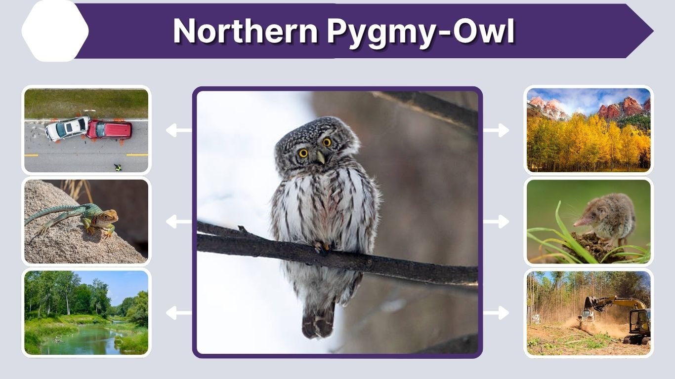 Northern Pygmy-Owl: Size, Habitat, Diet, and Identification