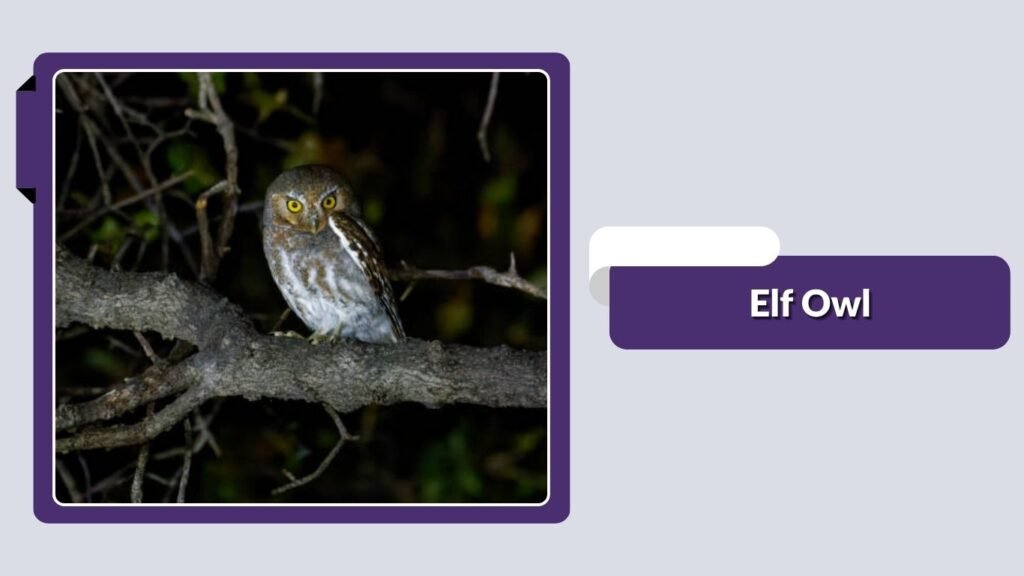 Elf Owl