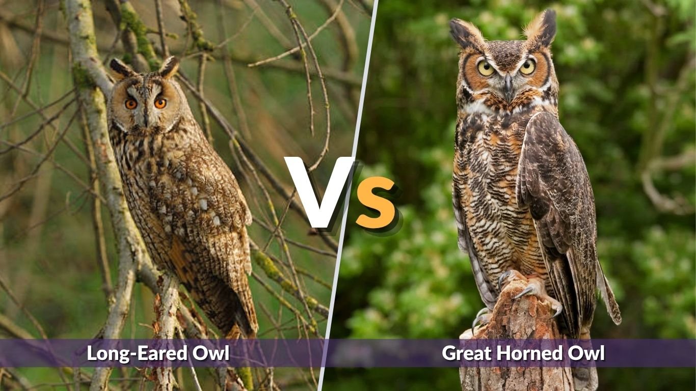 Long-Eared Owl vs Great Horned Owl: Key Differences