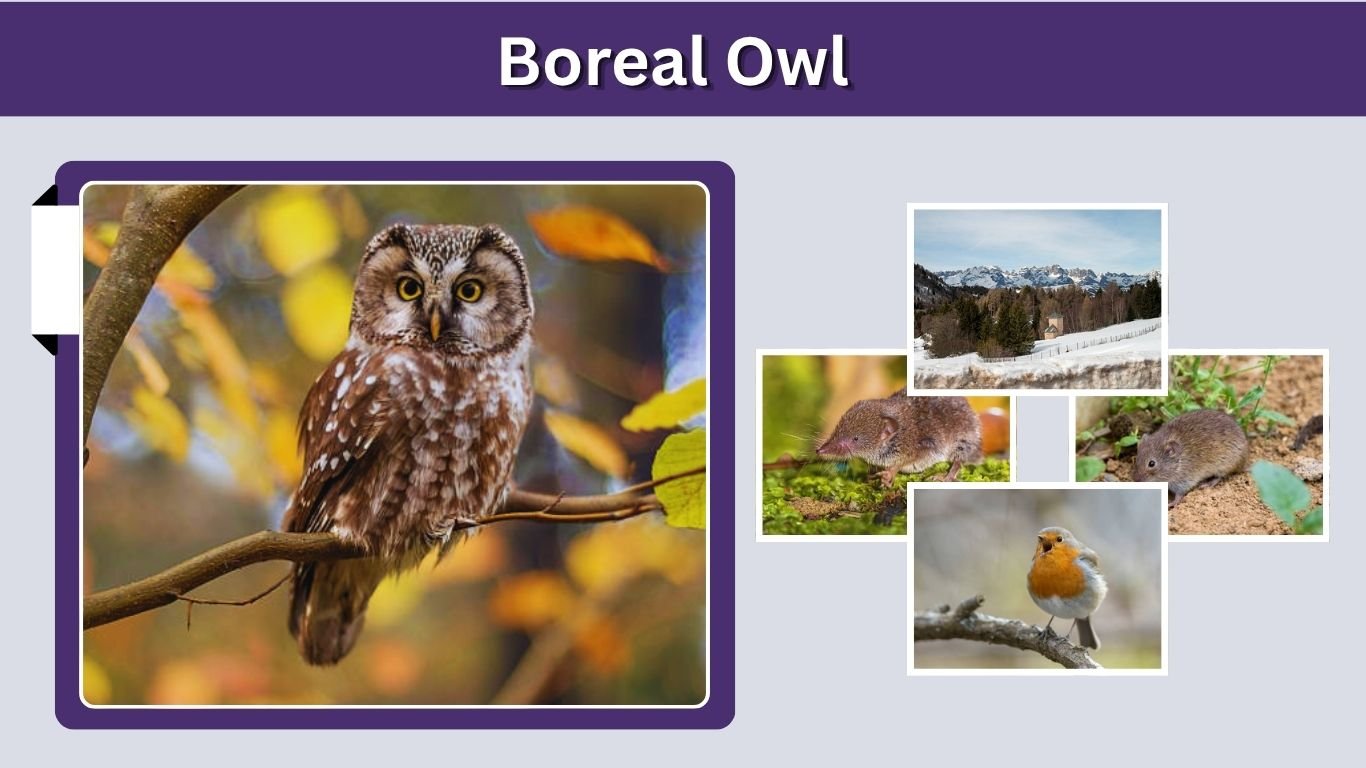 Boreal Owl: Size, Call, Habitat, Diet and Facts