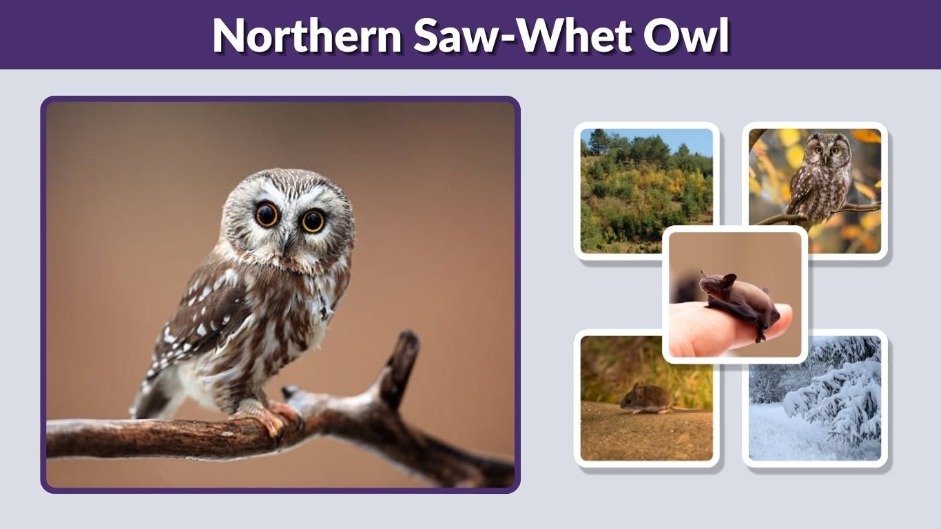 Northern Saw-Whet Owl: Size, Call, Habitat and Facts