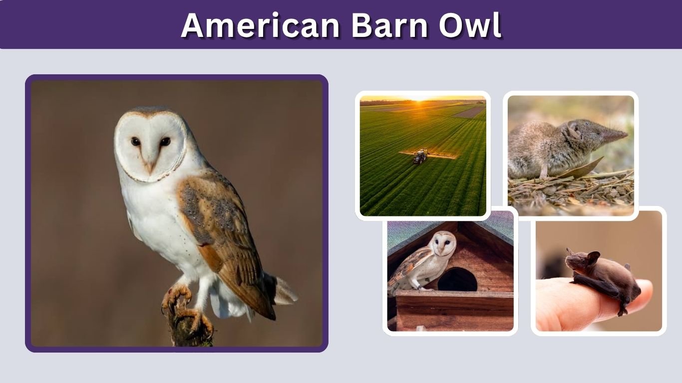 American Barn Owl: Size, Sound, Habitat, Diet and Facts