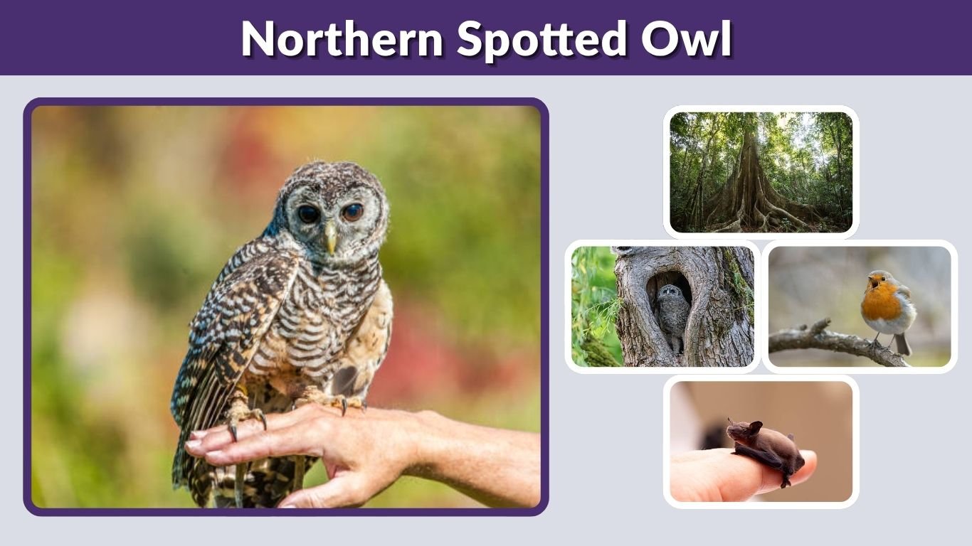 Northern Spotted Owl: Habitat, Diet, Calls and Facts