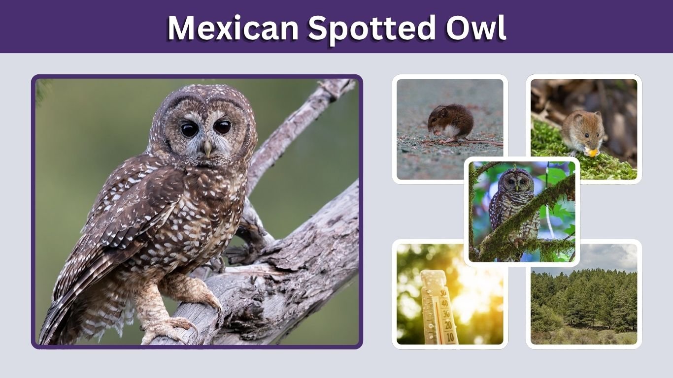 Mexican Spotted Owl: Habitat, Diet, Size and Facts
