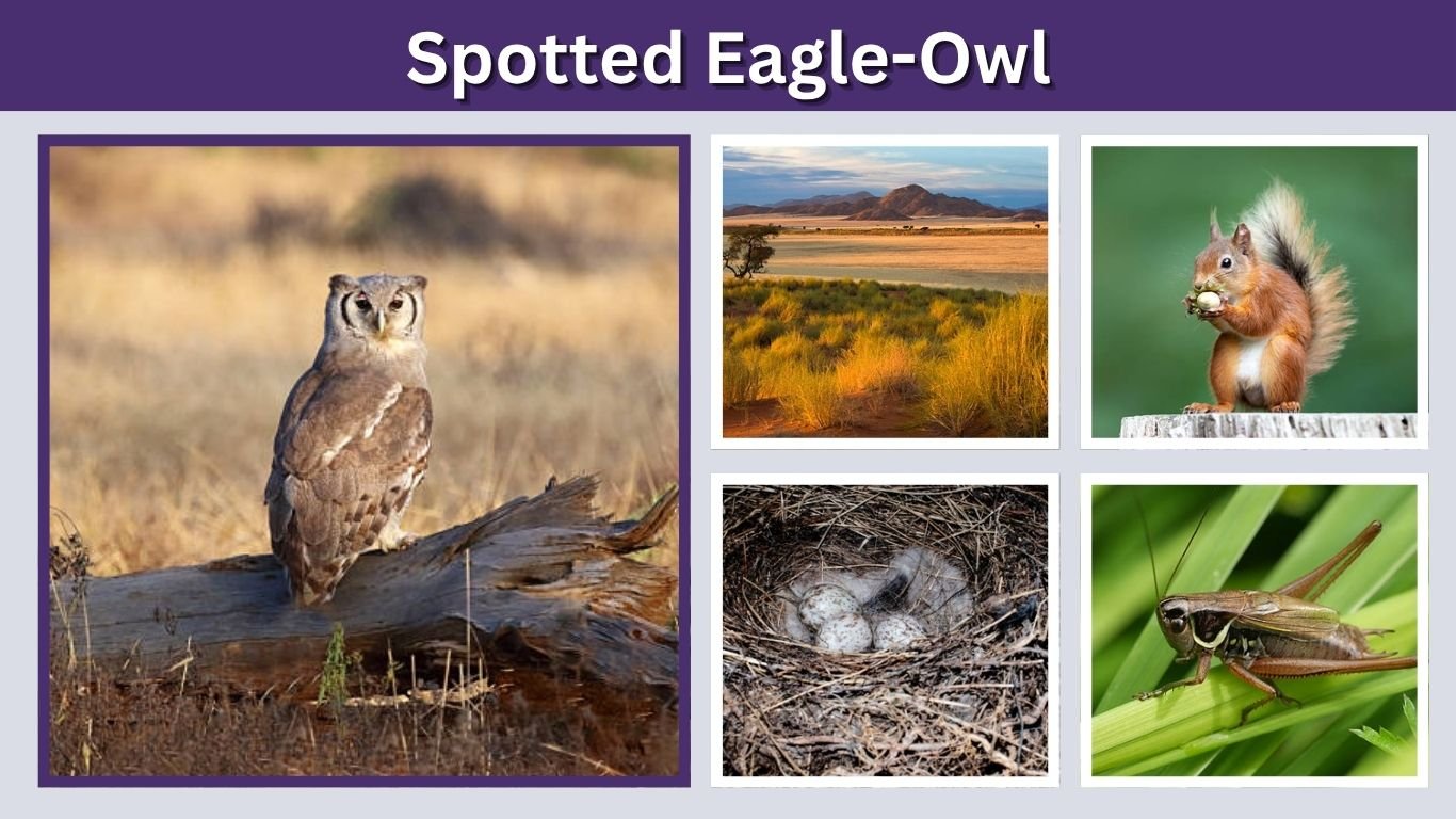 Spotted Eagle-Owl: Habitat, Diet, Size and Facts